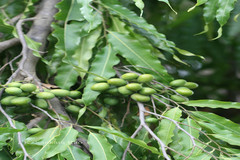 Polyalthia longifolia